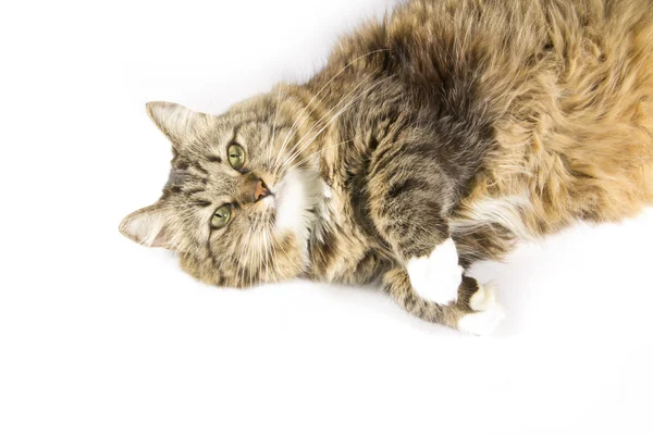 Bahenní a nadýchané kočka — Stock fotografie