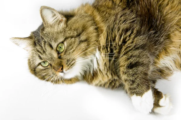 구 레나 룻과 솜 털 고양이 — 스톡 사진