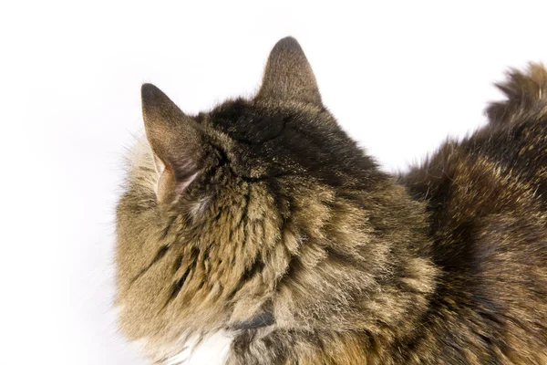 Schnurrbart und flauschige Katze — Stockfoto