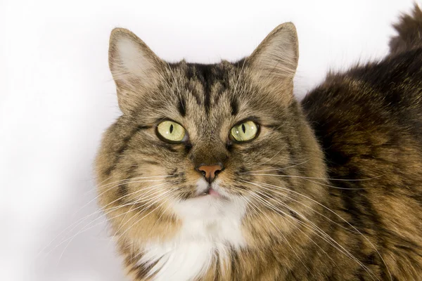 Schnurrbart und flauschige Katze — Stockfoto