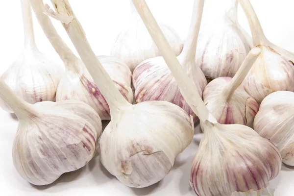 stock image Garlic