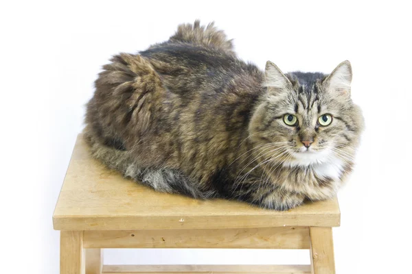 Flauschige Katze auf einem Schemel liegend — Stockfoto