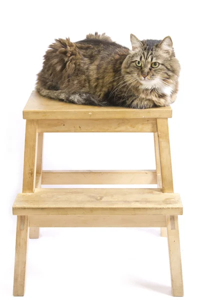 Flauschige Katze auf einem Schemel liegend — Stockfoto