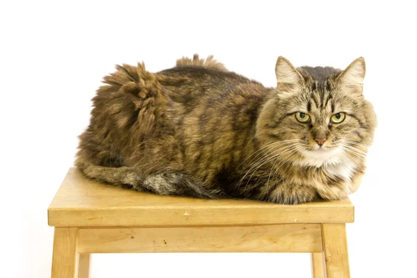 只毛绒绒的猫躺在一张凳子上 — 图库照片