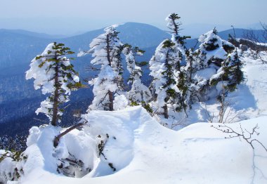 Snow-covered fir-trees. clipart