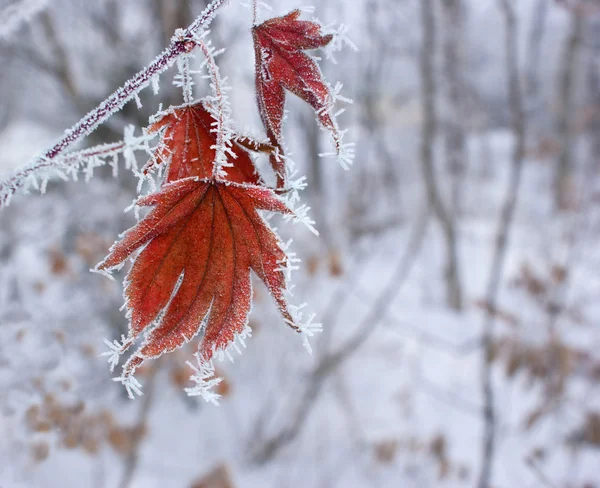 Maple leaf in winter. — Stock Photo, Image