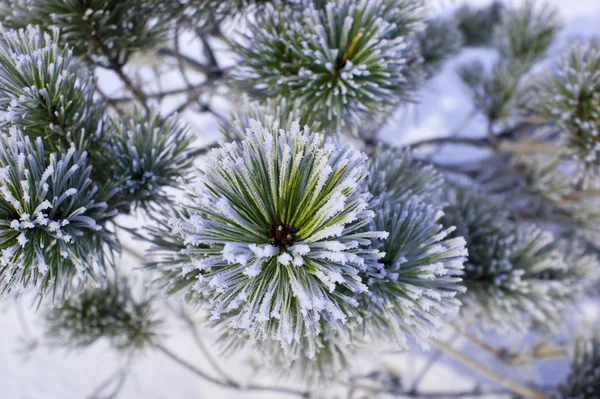 Pine in the frost. — Stock Photo, Image