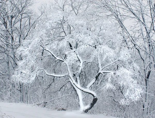Snön i skogen. — Stockfoto