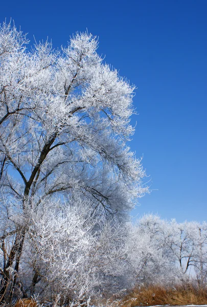 Winter tree. — Stock Photo, Image
