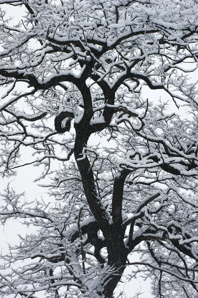 La neige sur l'arbre noir . Photo De Stock