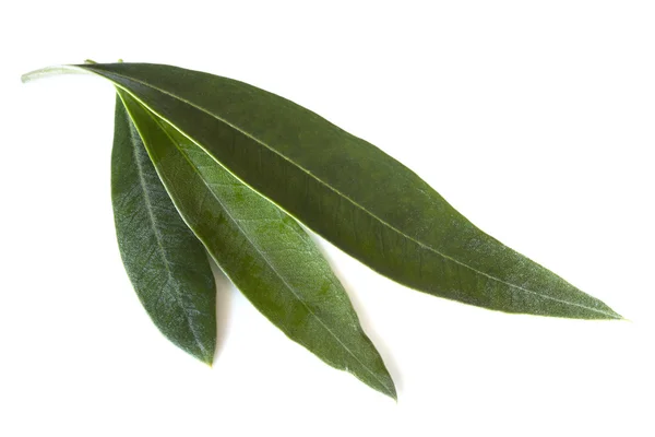 Hojas de olivoolijf bladeren — Stockfoto