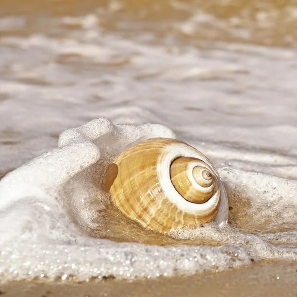 stock image Seashell with Sea Foam