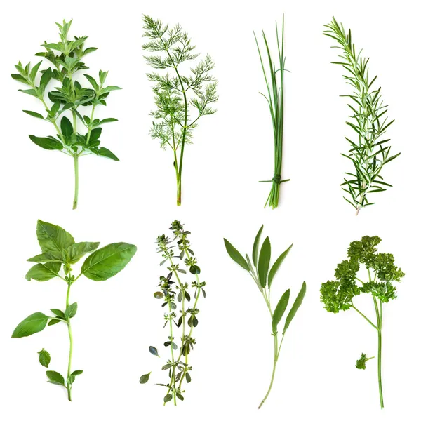Herbs Collection — Stock Photo, Image