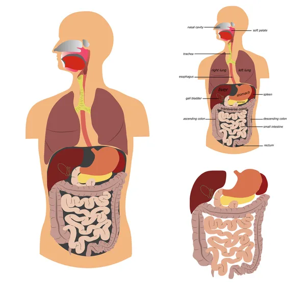 Sistema digestivo — Vetor de Stock