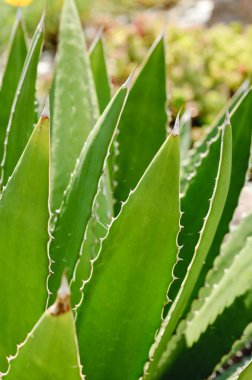 Çöl agav kaktüs (Agave deserti) yaprakları ve dikenler