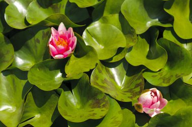 Pembe nilüfer (nilüfergiller - Nymphaea alba)