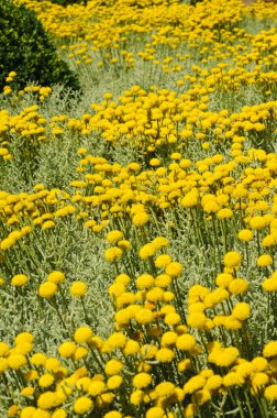 Field of gray santolina (Santolina Chamaecyparissus) flowers clipart