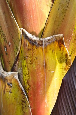Banana palm (Musa Acuminata Colla) trunk clipart