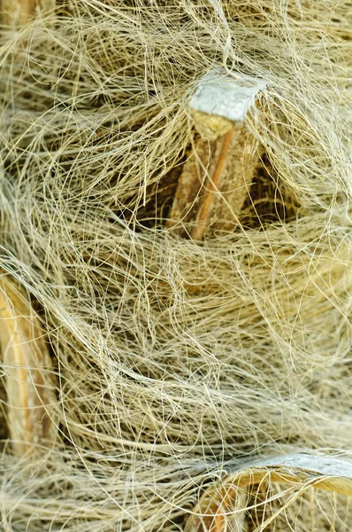 Palmier moulin à vent (Trachycarpus fortunei) tronc — Photo