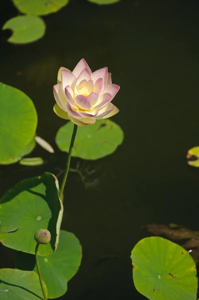 White and pink waterlily (Nymphaeaceae - Nymphaea alba) — Stock Photo, Image
