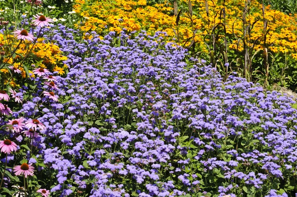 Wilde bloemen (madeliefjes, flossflowers en pinecone bloemen) backgr — Stockfoto