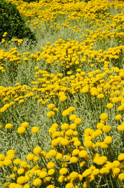 Fält av blommor för grå santolina (Santolina Chamaecyparissus) — Stockfoto