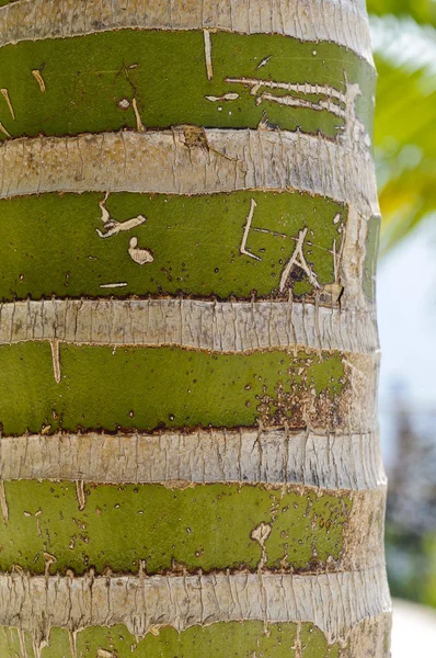 Tronc de palmier de Nouvelle-Calédonie (Kentiopsis oliviformis) — Photo