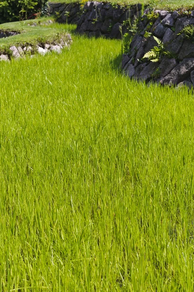 Φυτεία ρυζιού — Φωτογραφία Αρχείου