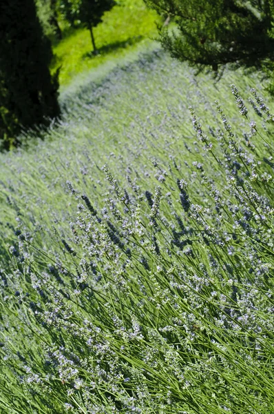 Lavendel (Lavandula) veld — Stockfoto