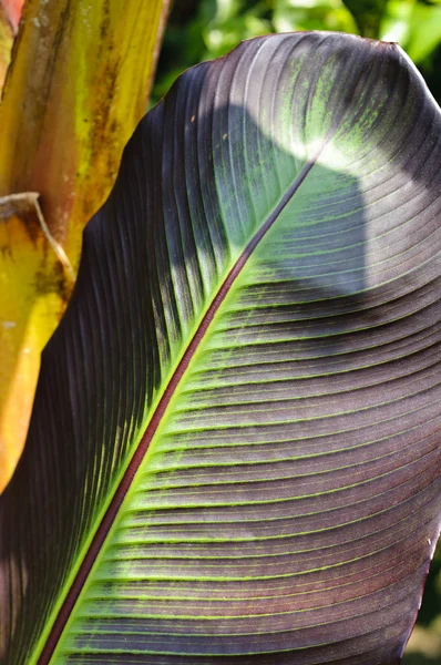 Feuille de palmier à bananes (Musa Acuminata Colla) — Photo