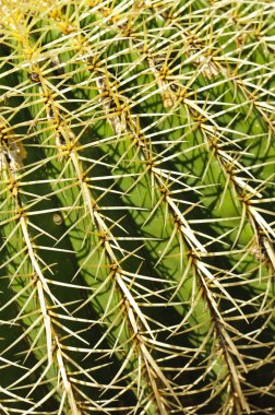 Ayrıntılı bir altın varil (Echinocactus grusonii) kaktüs