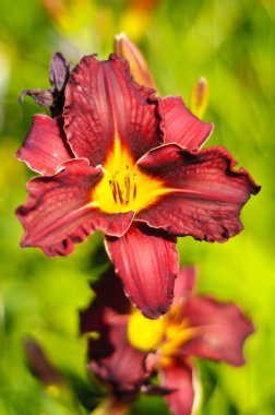 güzel mor daylily hemerocallis çiçek