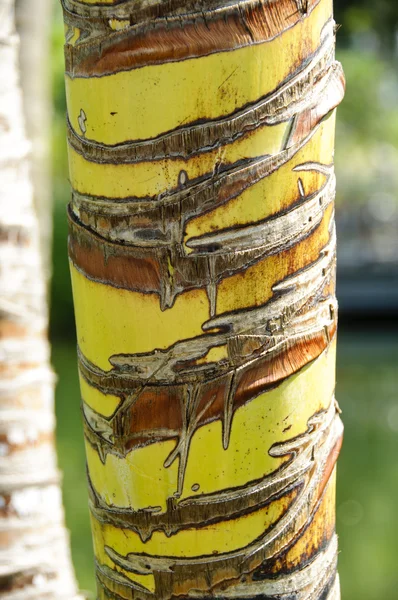 stock image Palm tree trunk texture