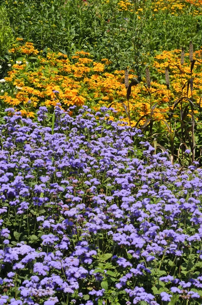 stock image Wild flowers (daisies and flossflowers flowers) background