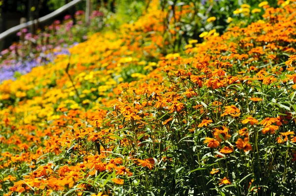 Stock image Wild flowers background