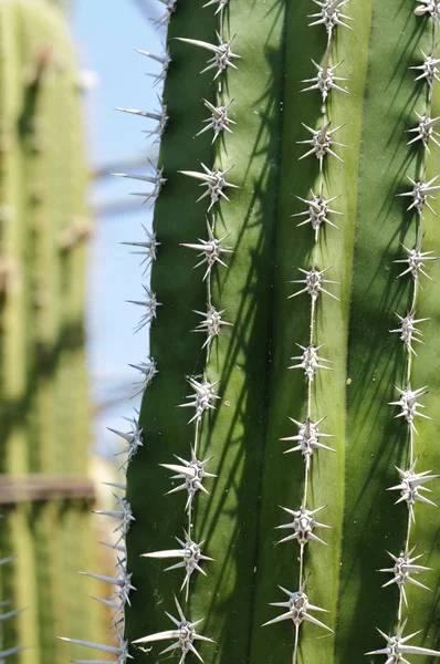 stock image Detail of a Polaskia (or Heliabravoa) chende cactus