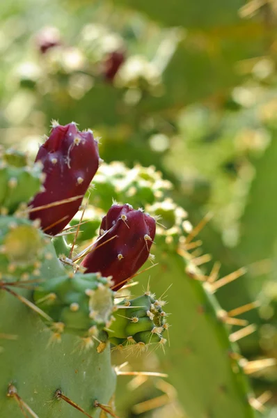 Kolczasta gruszki owoce na wiosło kaktus (Opuntia) — Zdjęcie stockowe