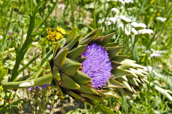 Globe kronärtskocka (Cynara cardunculus) blommar — Stockfoto