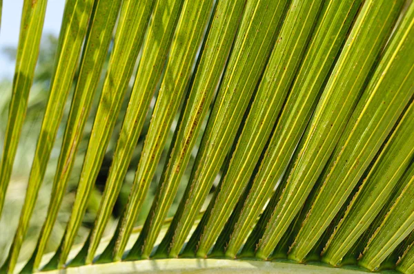 Feuilles de palmier à bouteille (Hyophorbe Iagenicaulis) — Photo