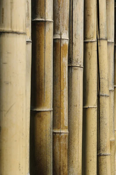 Tiges de bambou (Phyllostachys vivas "Aureocaulis") fond — Photo