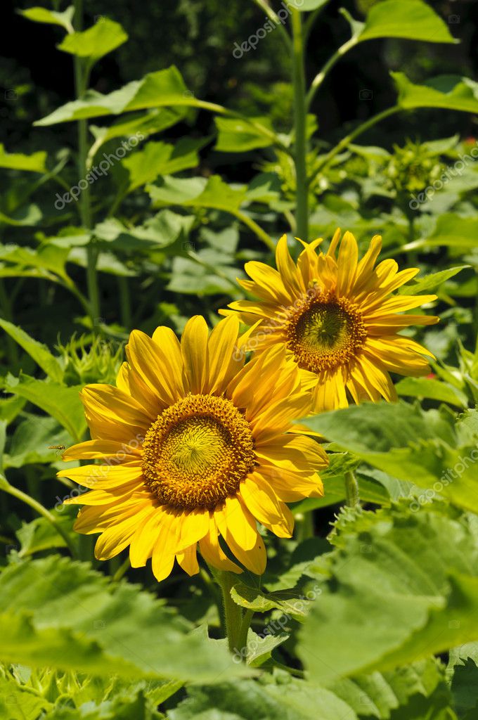 Sunflowers (Helianthus annuus) in a field — Stock Photo