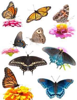 Collage of bright, colorful butterflies on white clipart