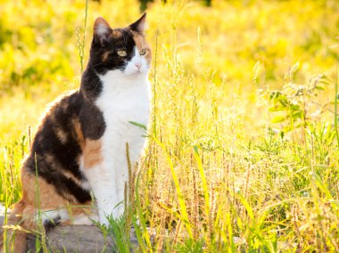 parlak güneş ışığı ile yüksek otların içinde güzel alaca kedi