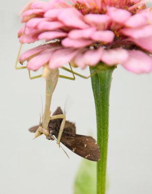 Carolina Mantid, Stagmomantis carolina