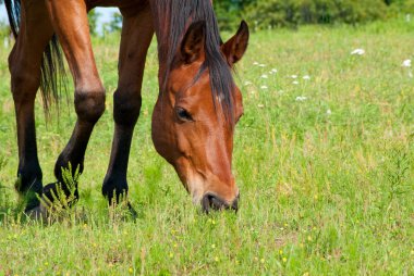 Close up image of a red bay horse grazing clipart