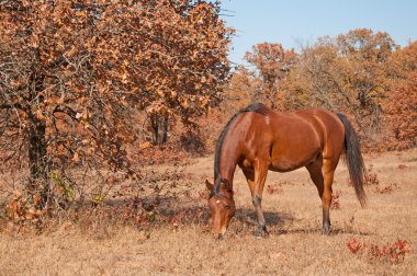 Red bay Arabian horse grazing clipart