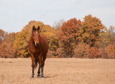 Red bay Arabian horse in dry fall pasture with muted fall color trees clipart