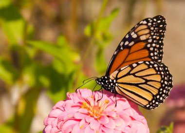 Danaus plexippus, migrating Monach butterfly feeding on a flower clipart