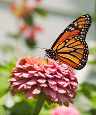 Monarch butterfly feeding on pink Zinnia clipart