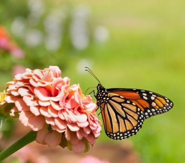 Monarch kelebek pembe zinnia çim arka plan ile beslenirler